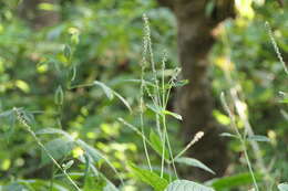 Image of Chaff-flower