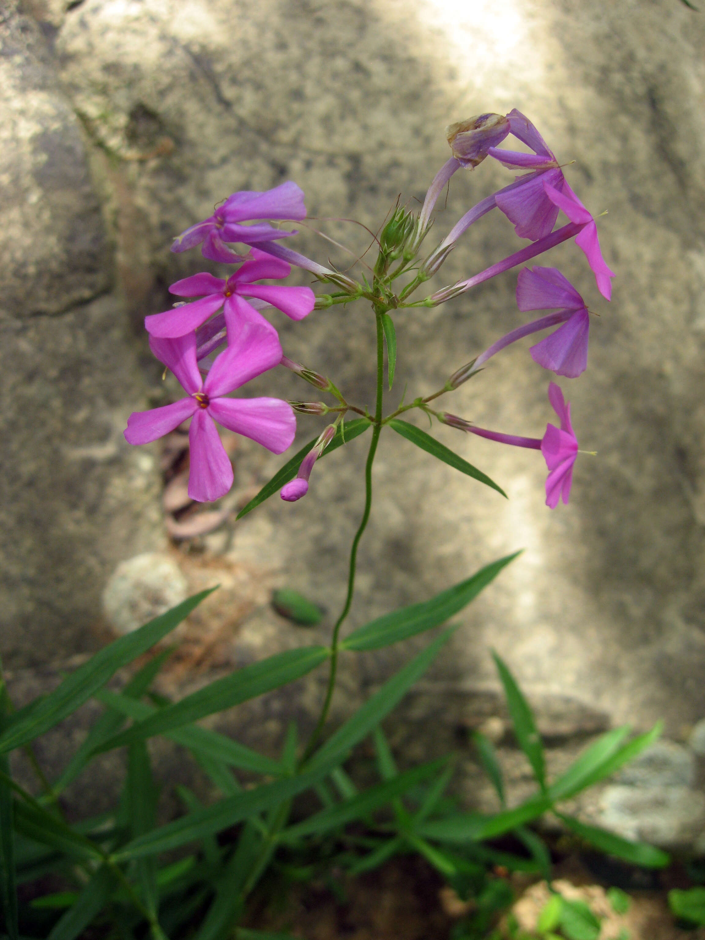 Image of smooth phlox