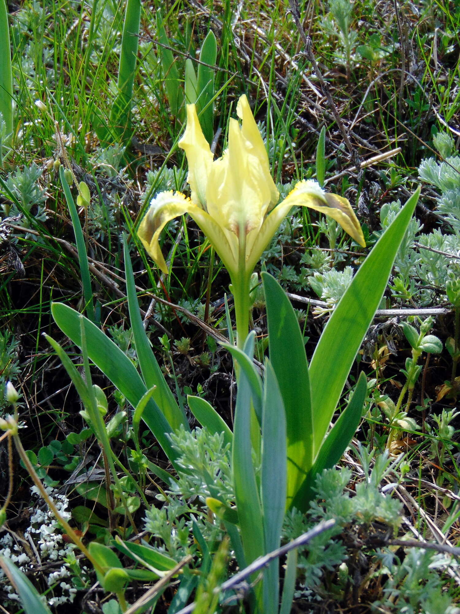 Plancia ëd Iris pumila L.