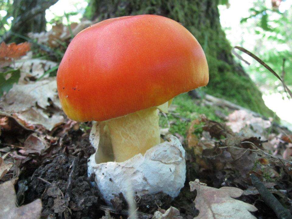 Image of Caesar's Mushroom