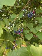 Image of heartleaf peppervine