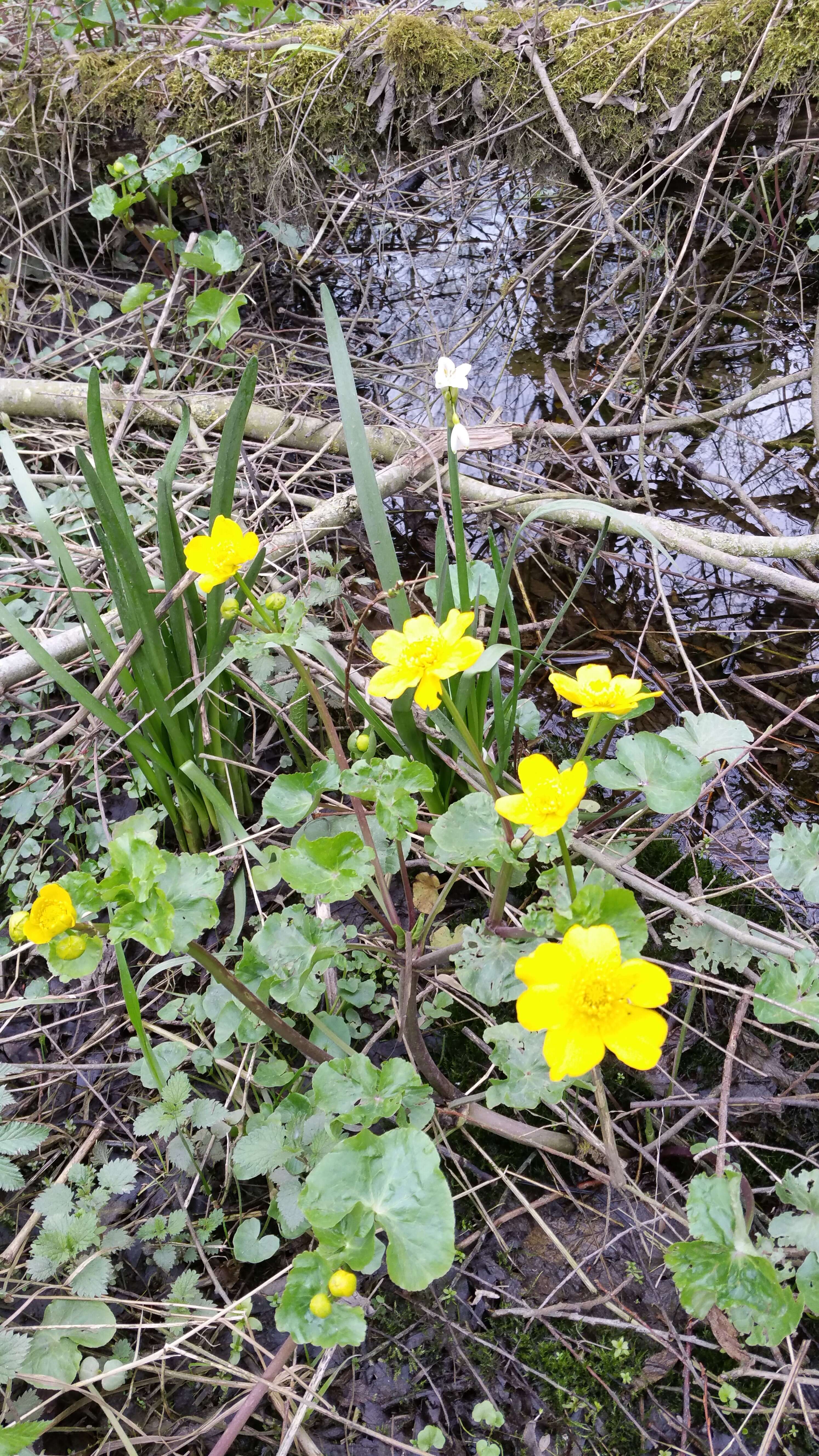 Image of Loddon lily