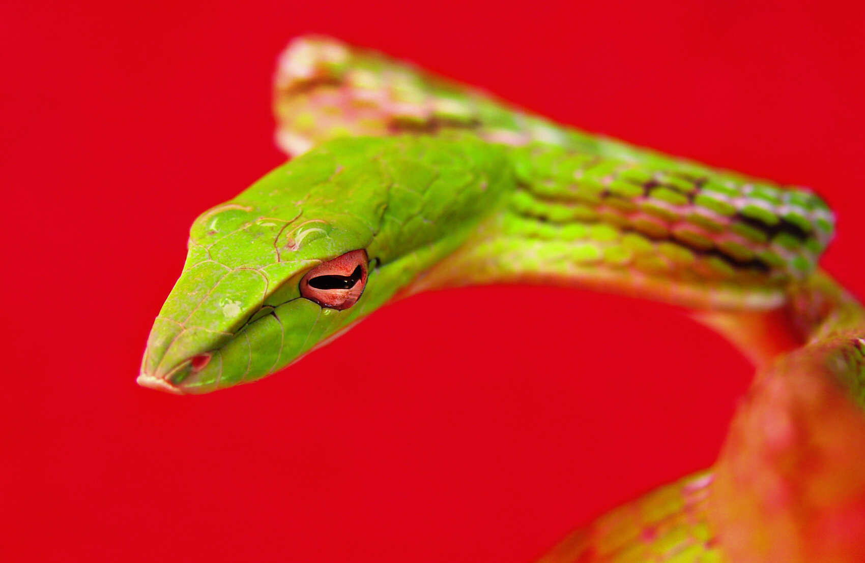 Image of Asian Vine Snake