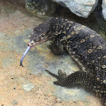 Image of Common Water Monitor