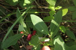 Слика од Lonicera oblongifolia (Goldie) Hook.