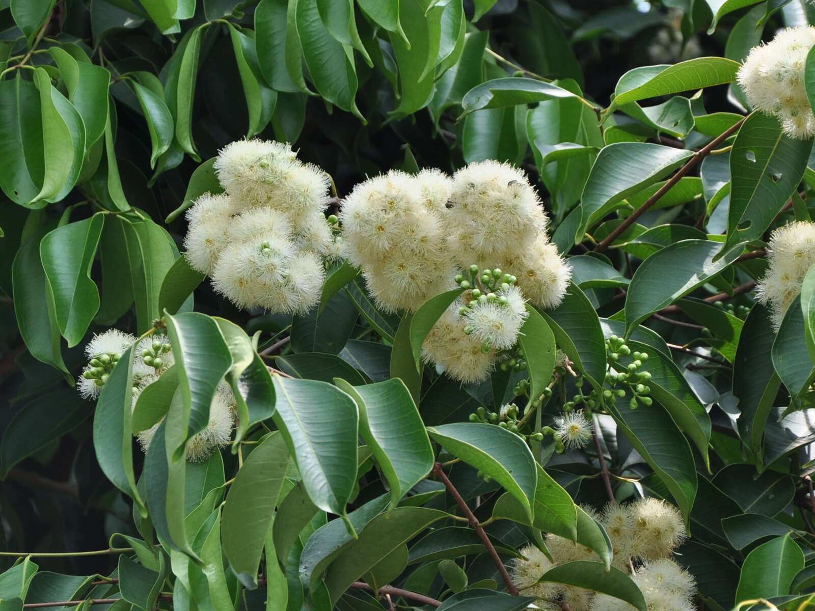 Слика од Syzygium grande (Wight) N. P. Balakrishnan