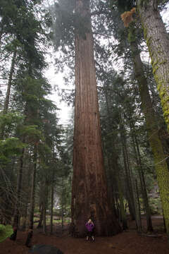 Слика од Sequoiadendron