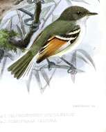 Image of Rufous-winged Tyrannulet