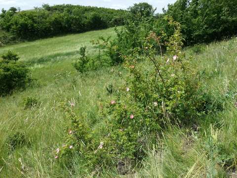 Image of Sweet-briar