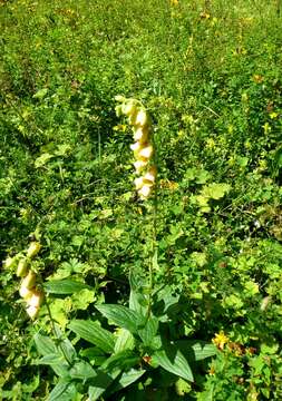 Imagem de Digitalis grandiflora Mill.