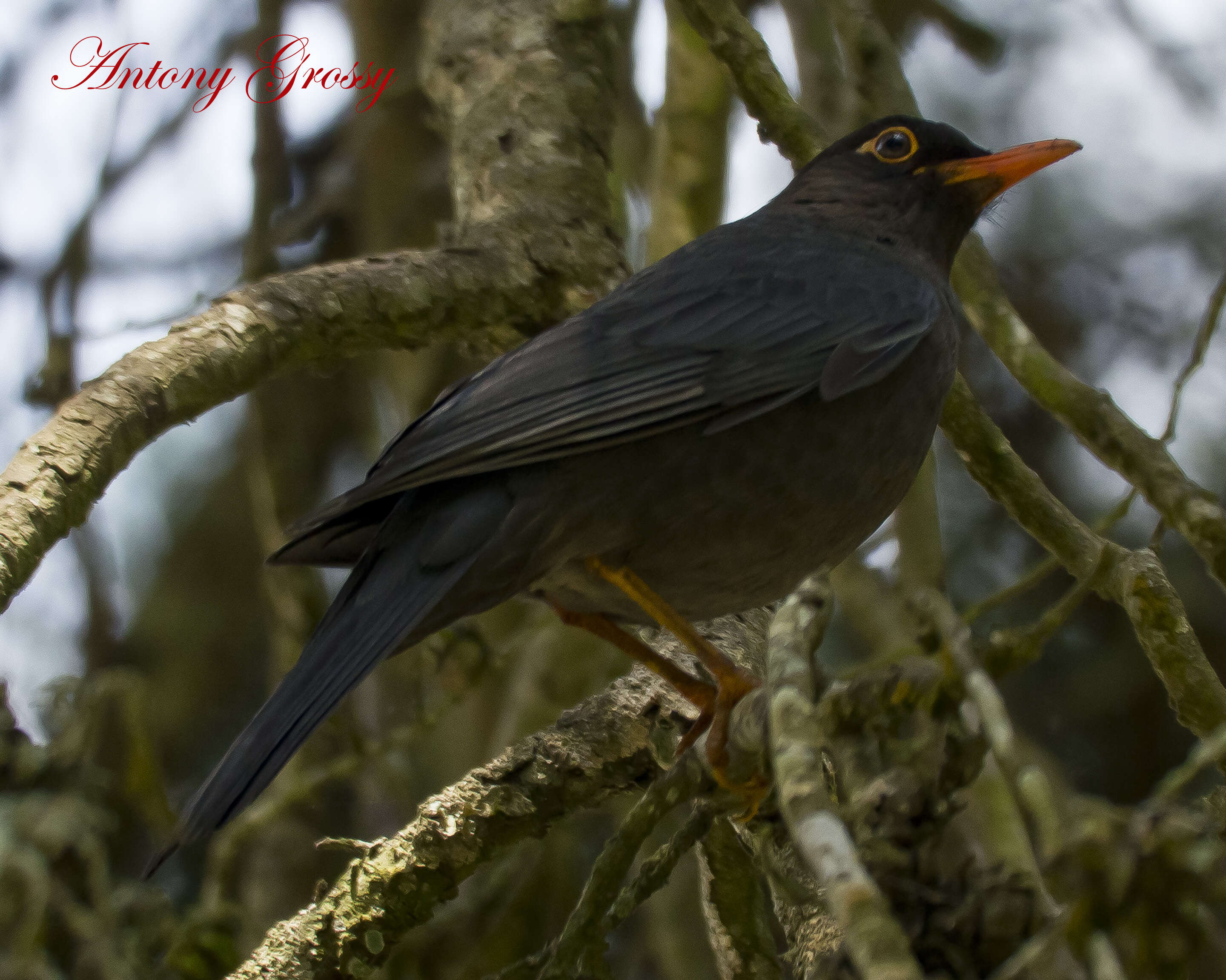 Image of Indian Blackbird