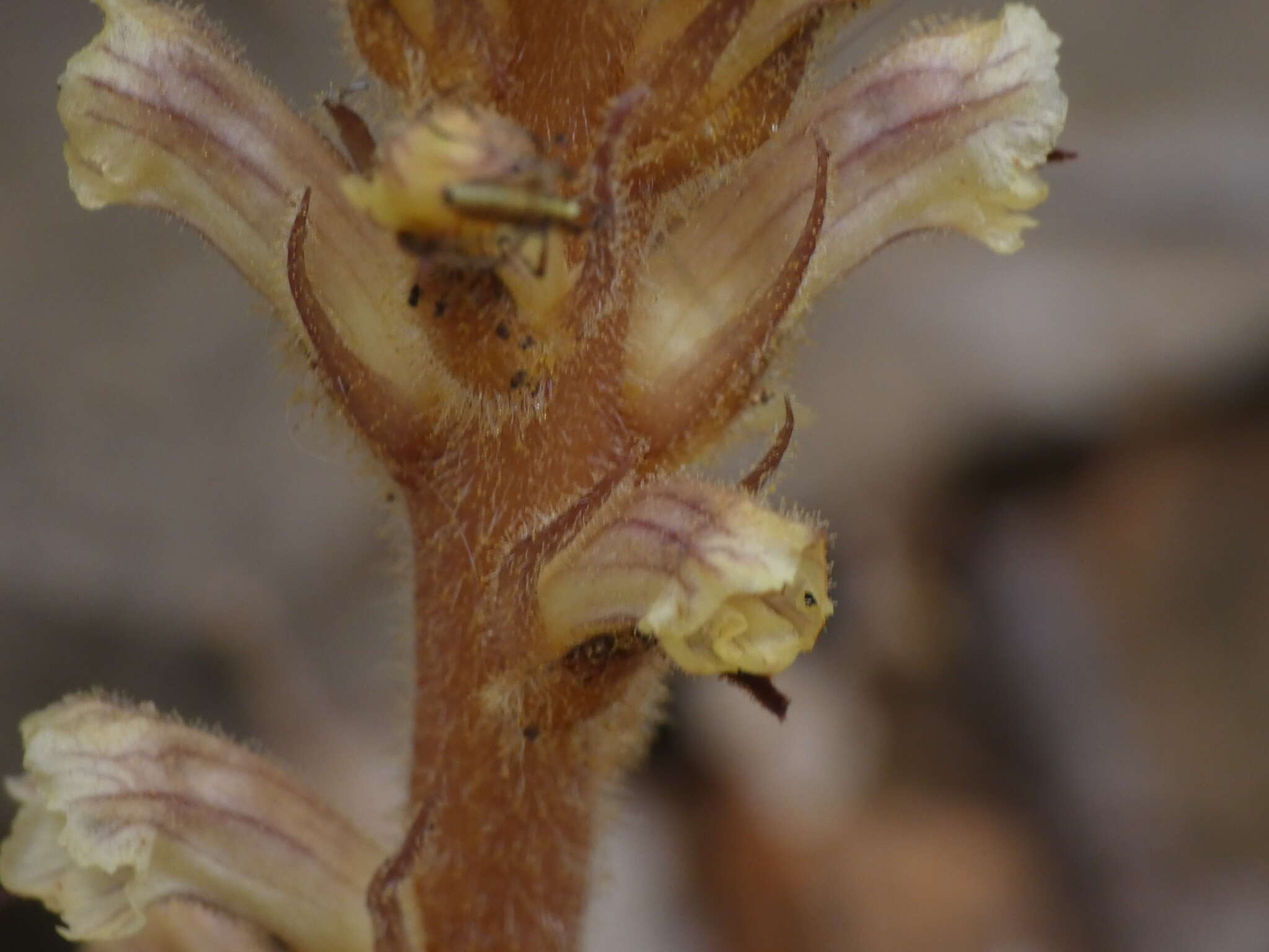 Image of ivy broomrape