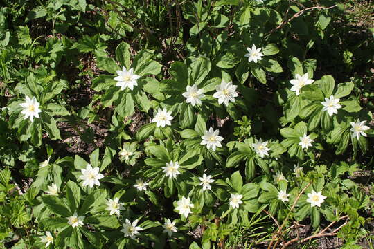 Image of Paris japonica (Franch. & Sav.) Franch.