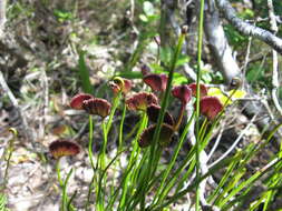 Image of curlygrass fern