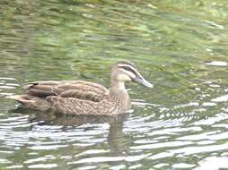 Image of Grey Duck