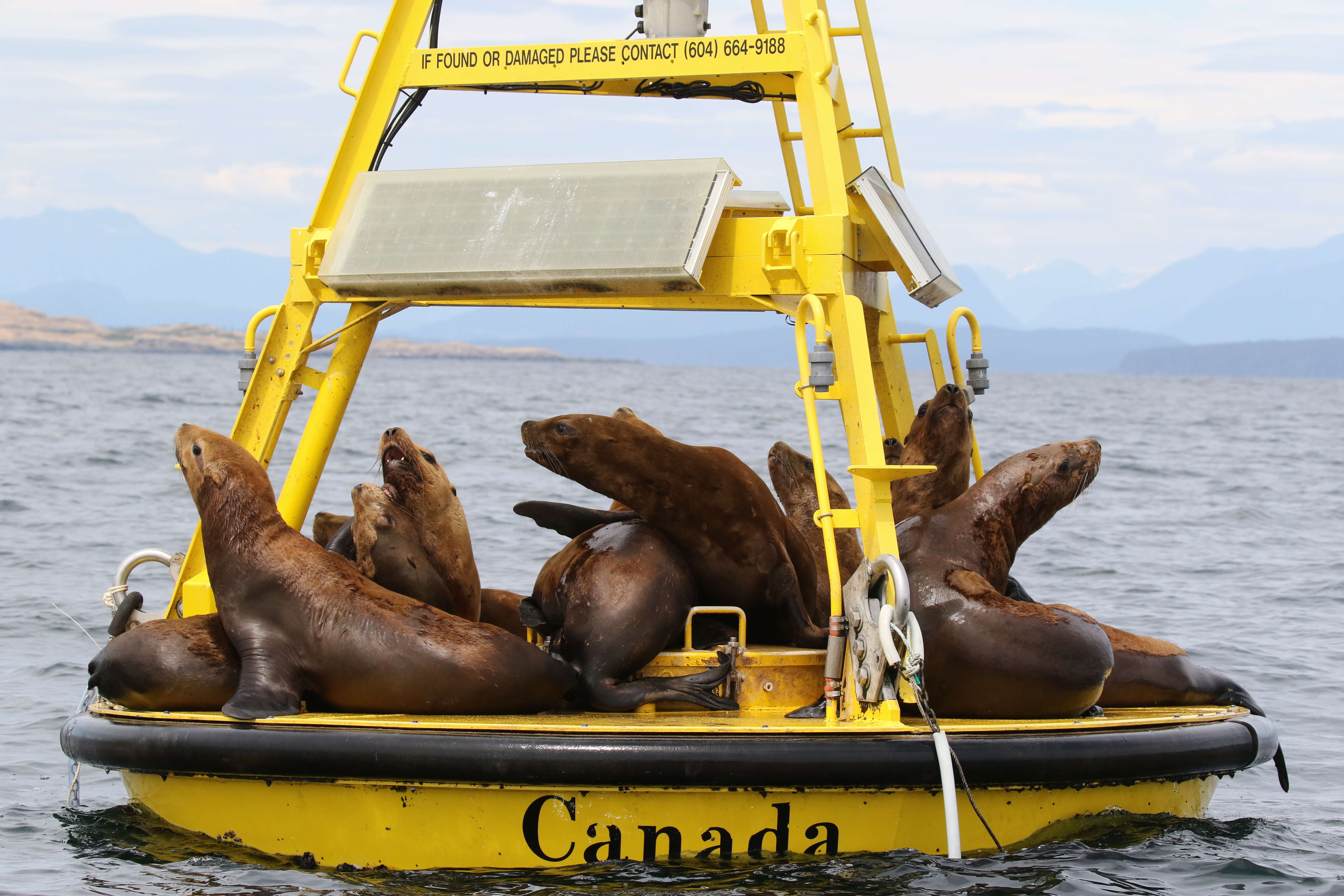 Image of northerns sea lions