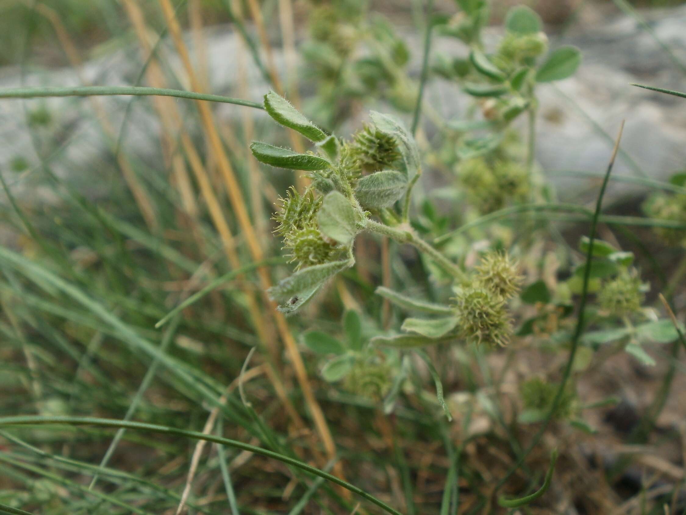 Image of bur medick