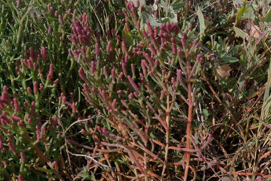 Слика од Salicornia pacifica Standl.