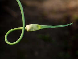 Image of cultivated garlic