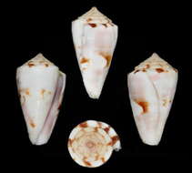 Conus magnottei Petuch 1987的圖片