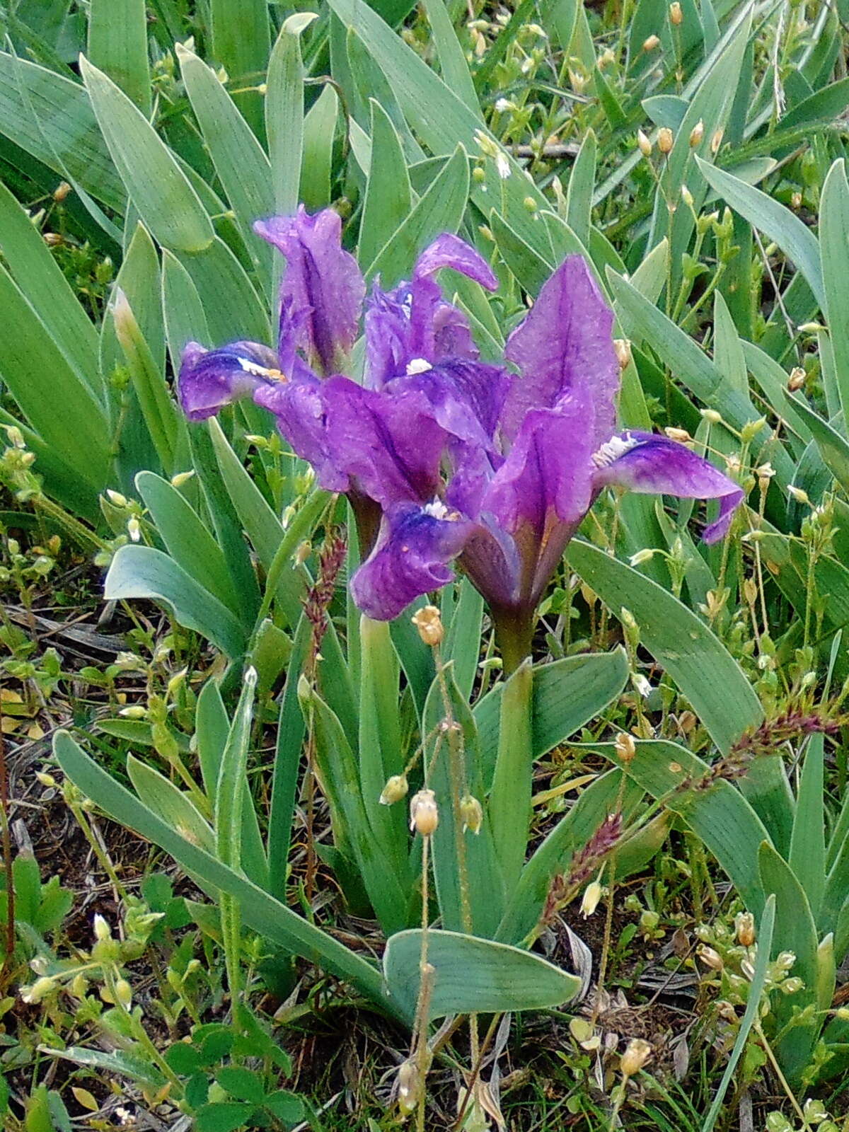 Plancia ëd Iris pumila L.