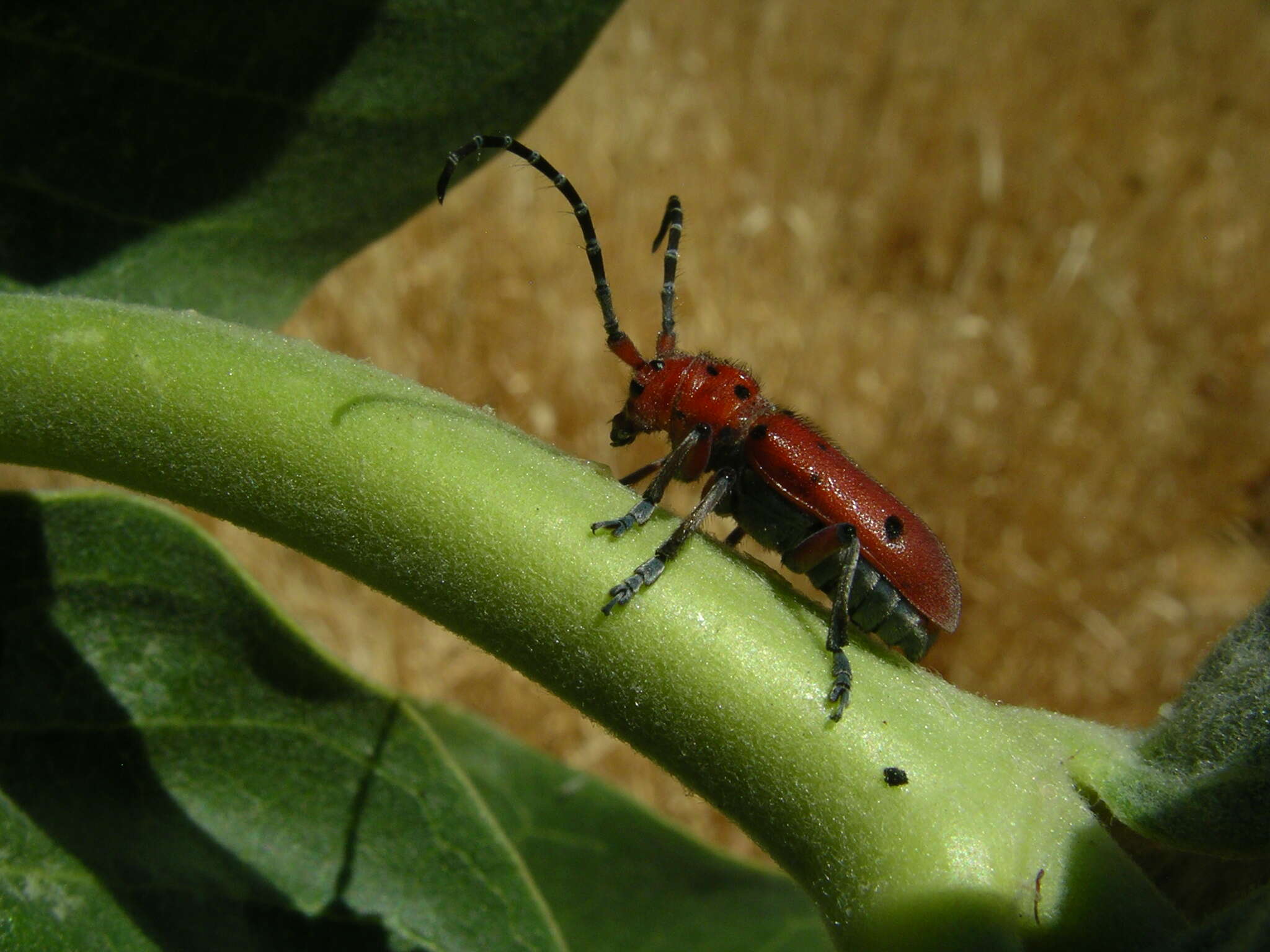 Image of Milkweed Longhorns