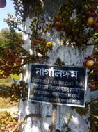 Image of Cannonball Tree