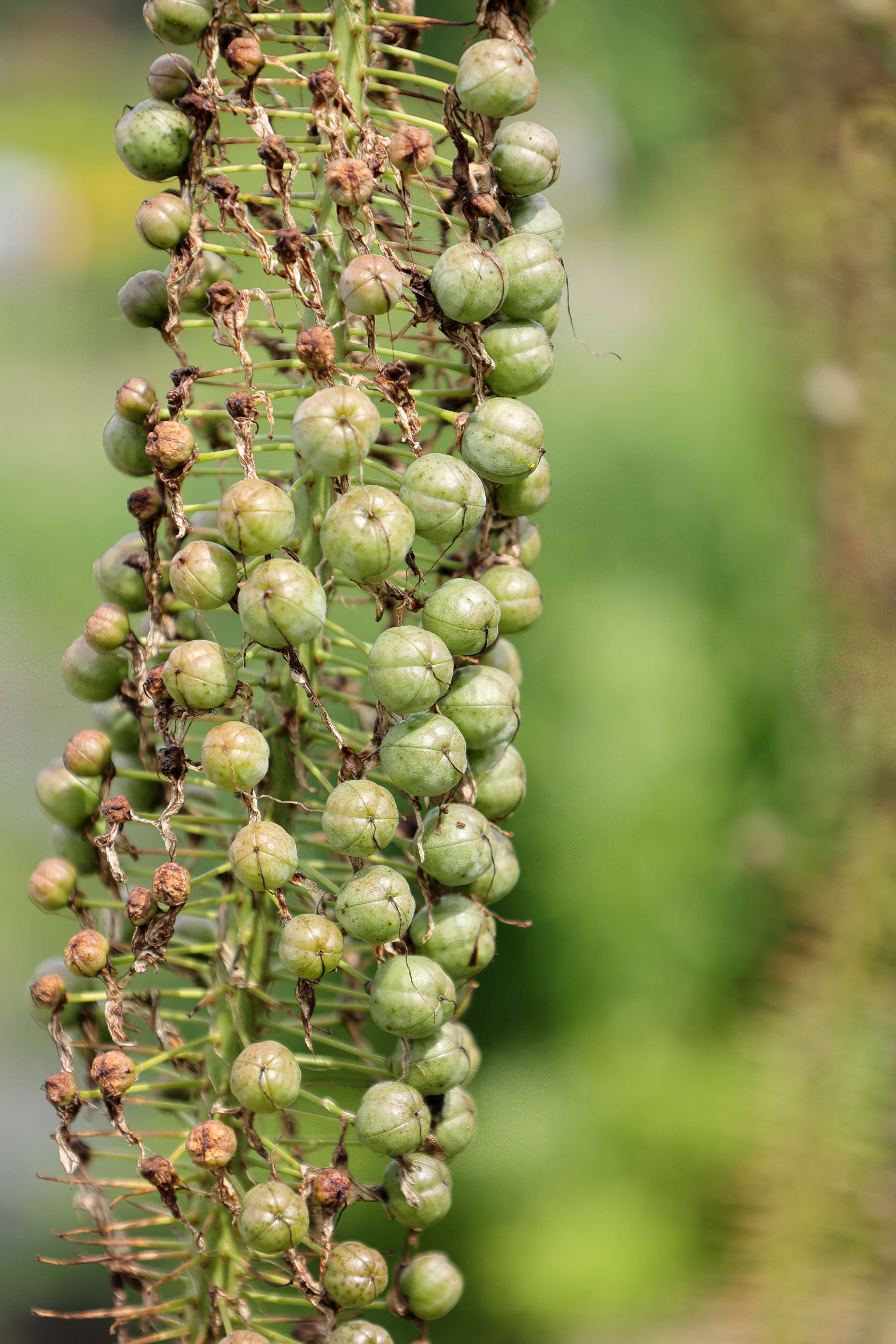 Plancia ëd Eremurus stenophyllus (Boiss. & Buhse) Baker