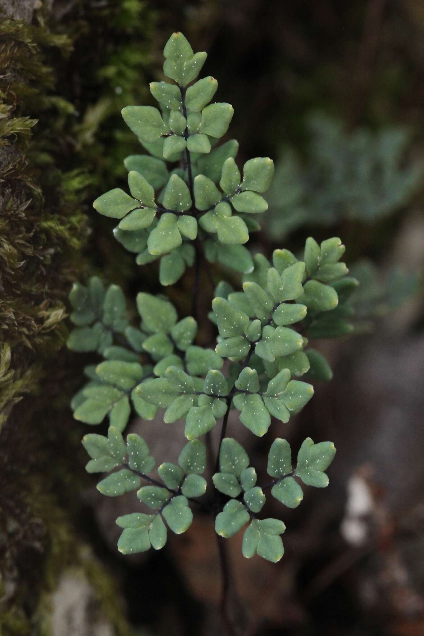 Image of powdery false cloak fern