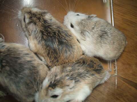 Image of hamsters