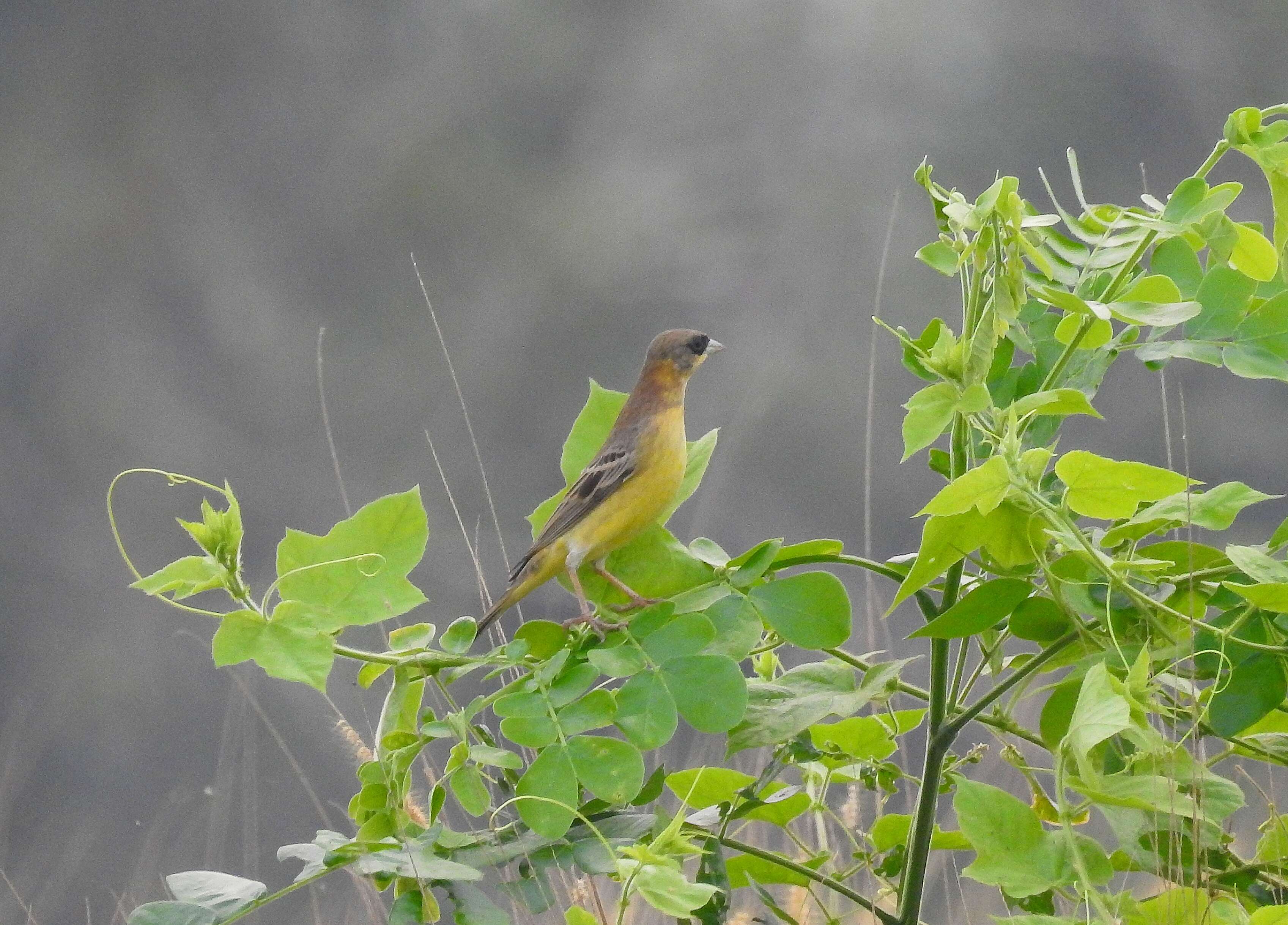 Image of Brown-headed Bunting