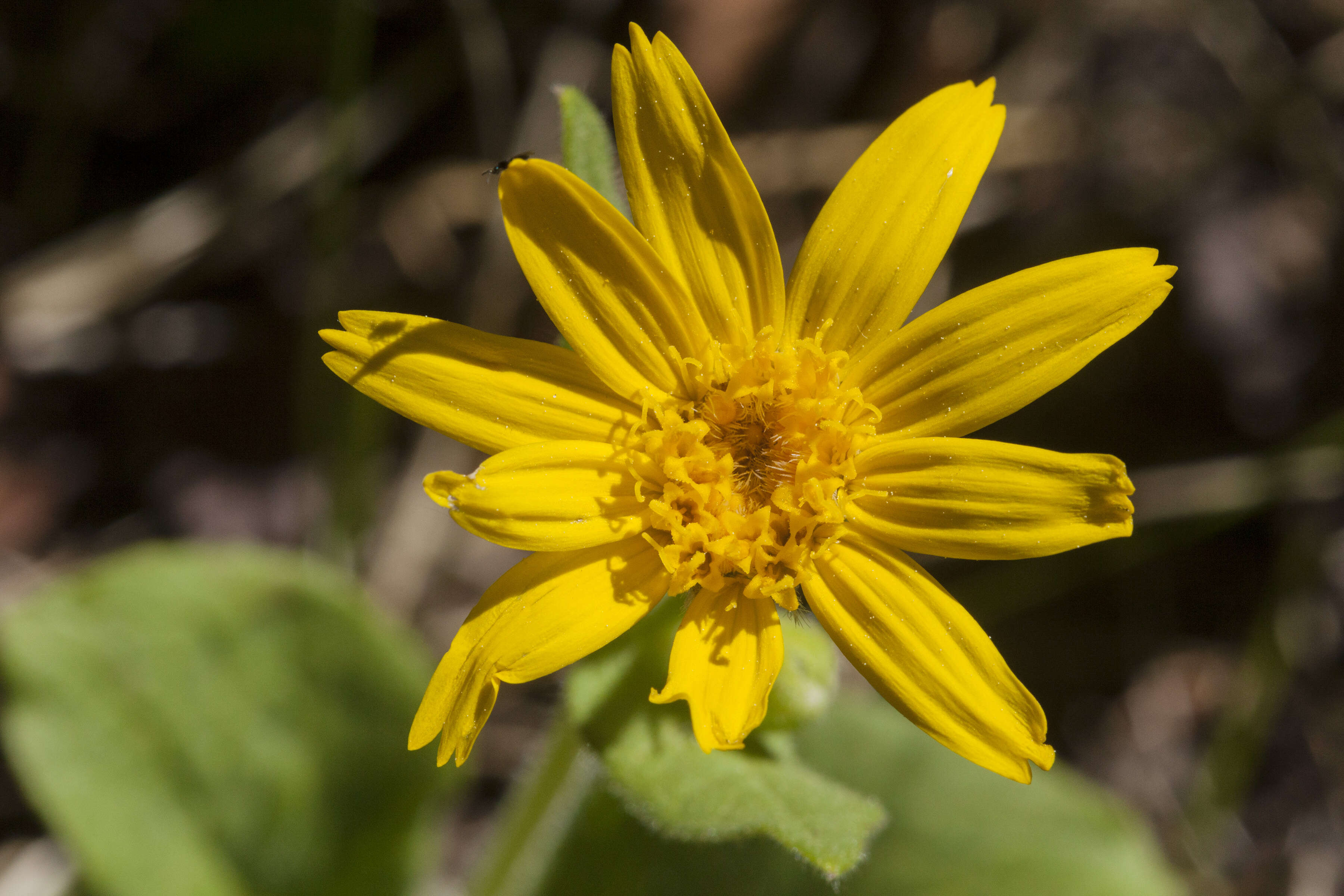 Image of heartleaf arnica