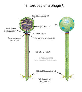 Image of Enterobacteria phage lambda