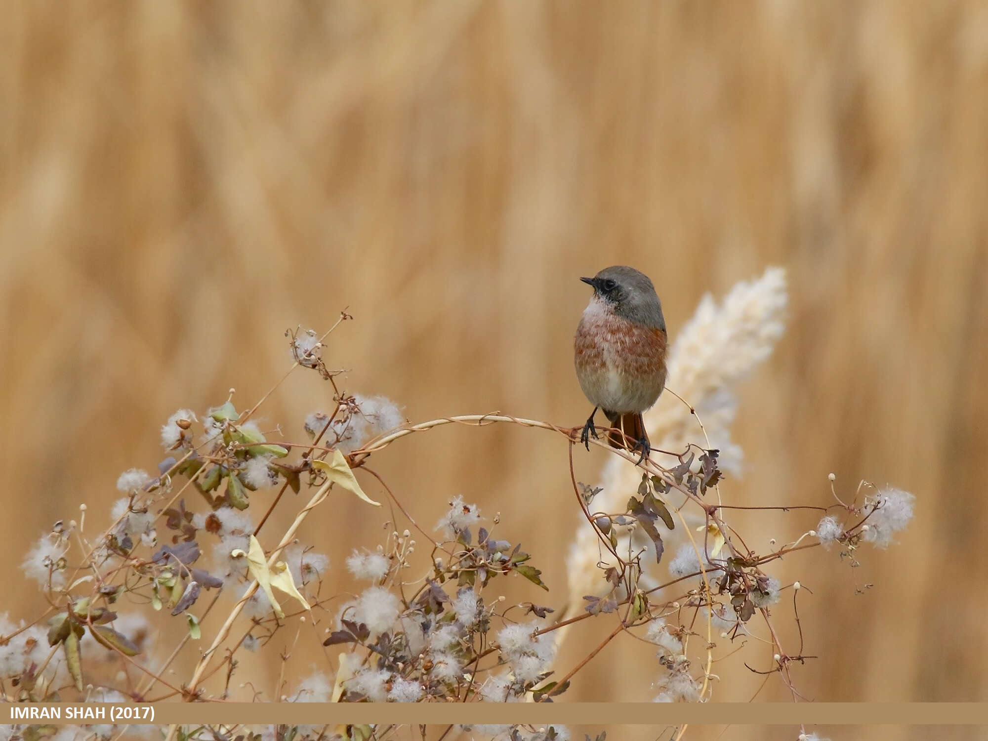 Image of Eversmann's Redstart