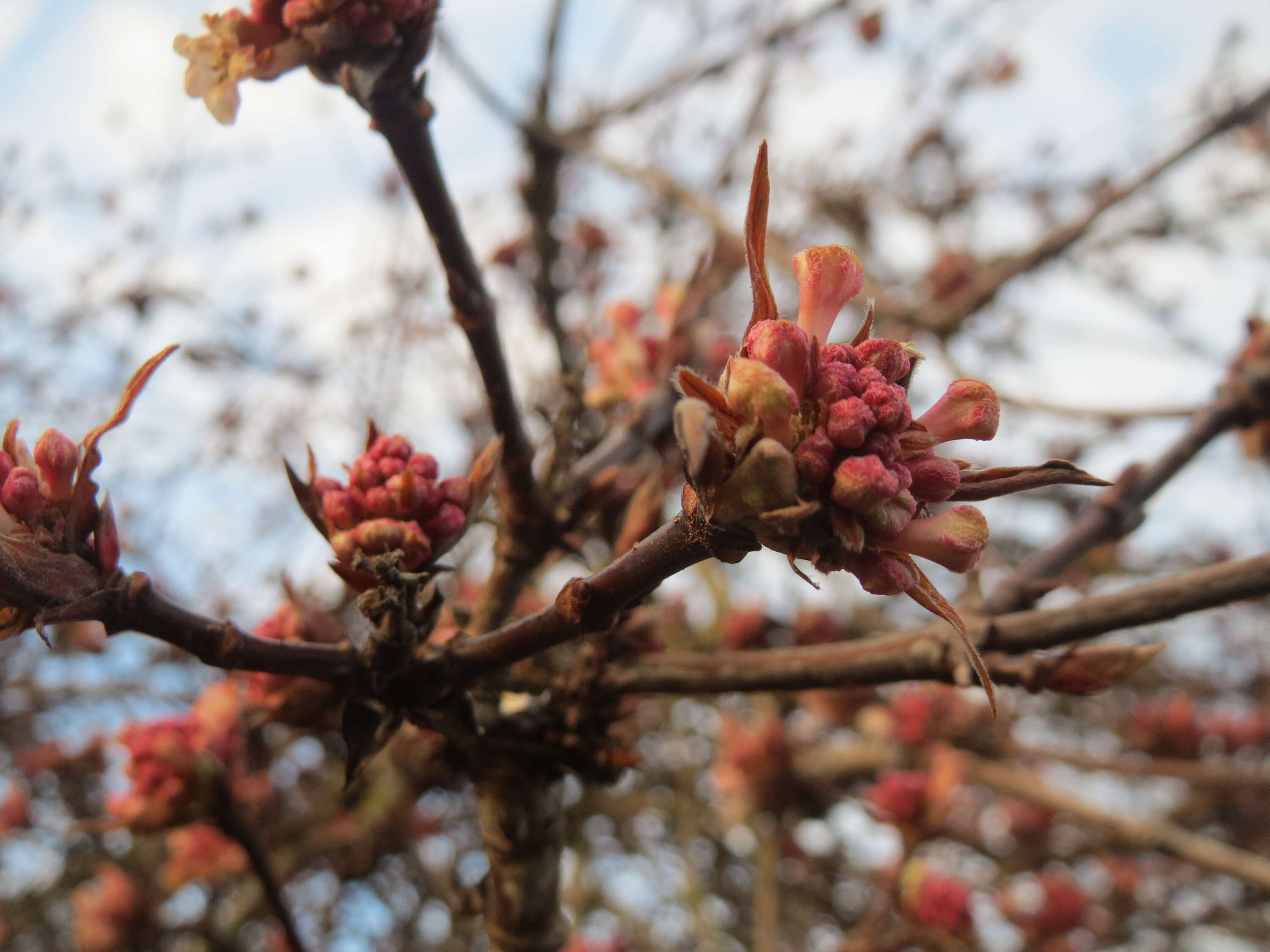 Sivun Viburnum × bodnantense kuva