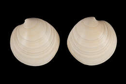 Image of Dosinia subrosea (Gray 1835)