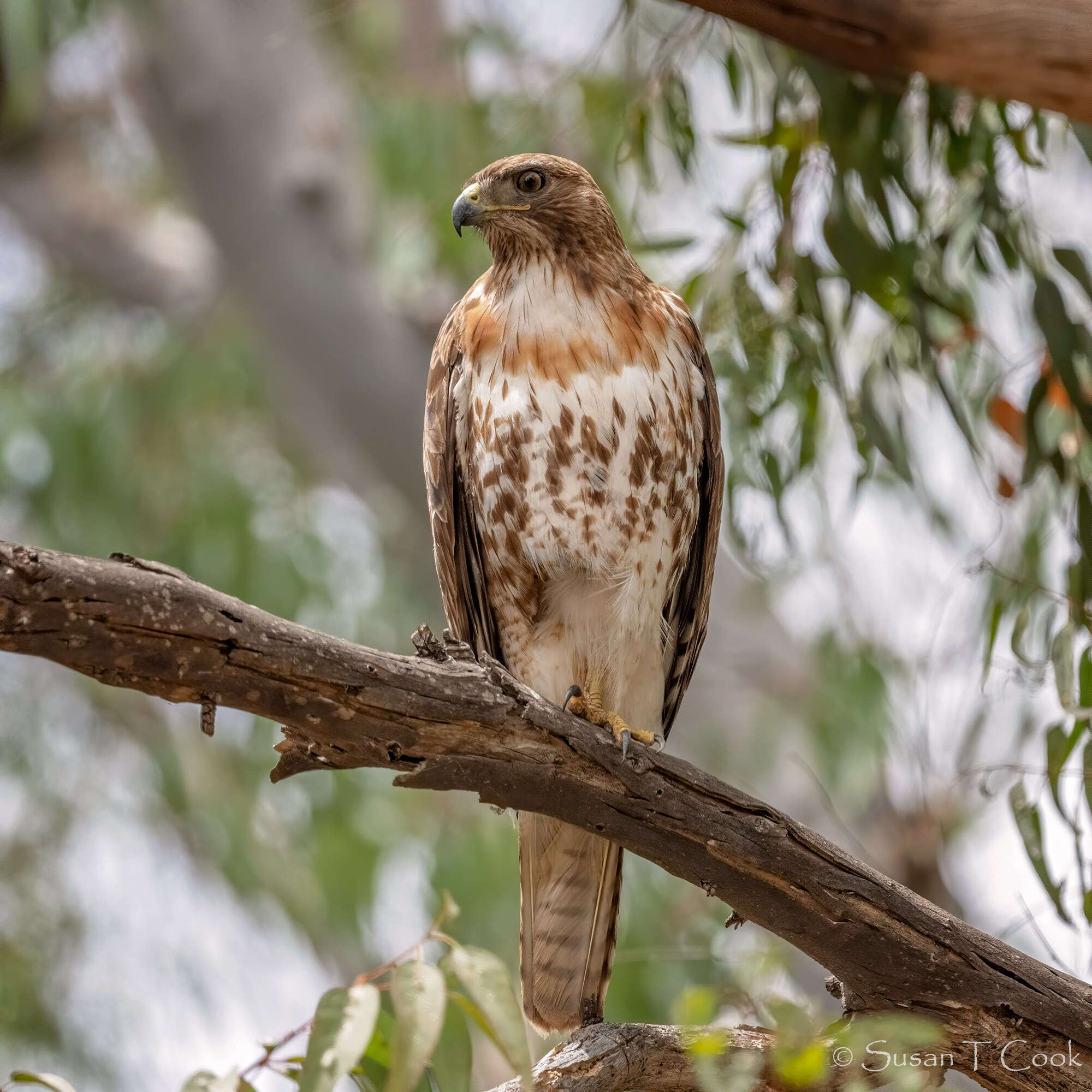 Image of Red-tailed Hawk