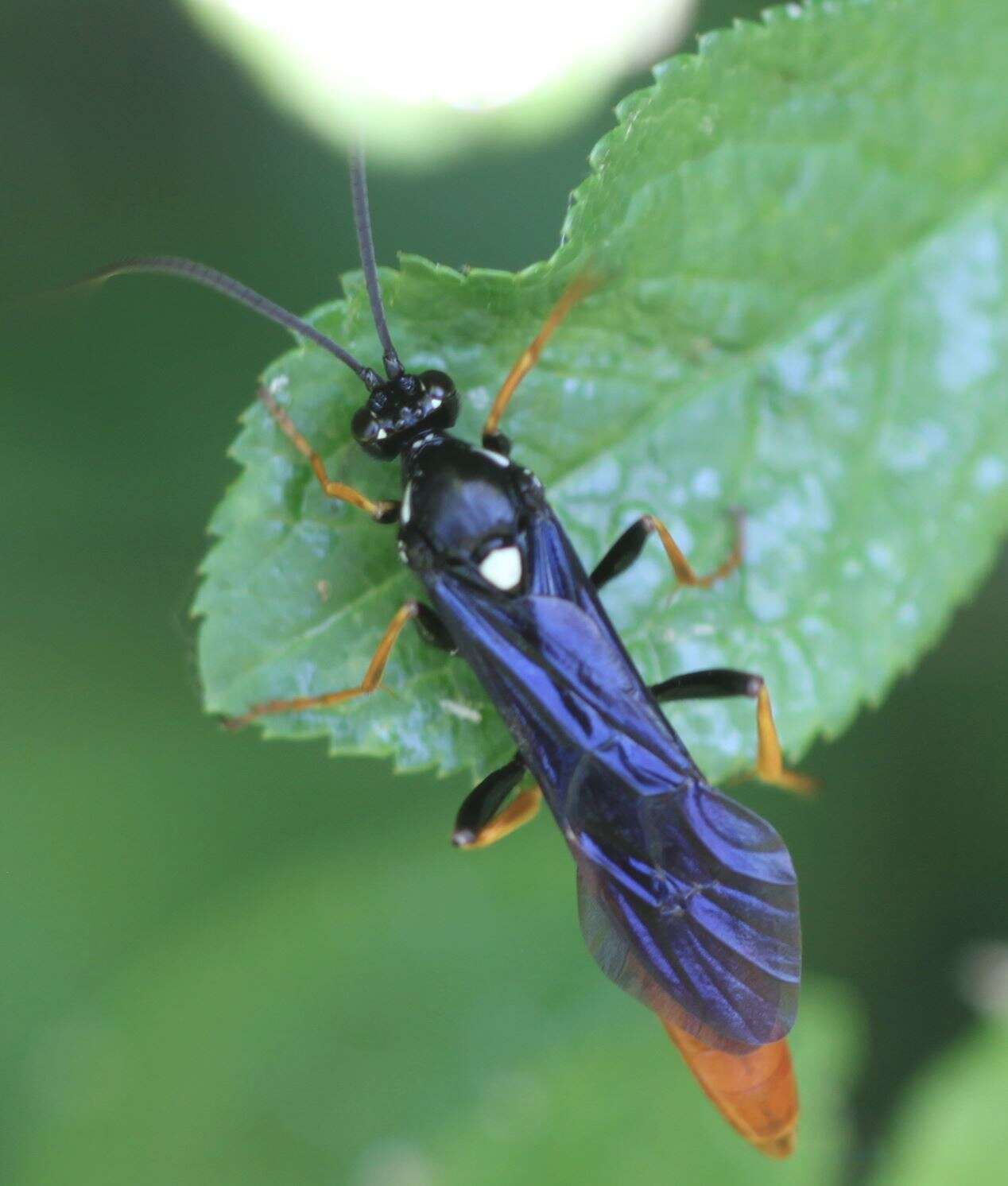 Image de Amblyjoppa fuscipennis (Wesmael 1845)