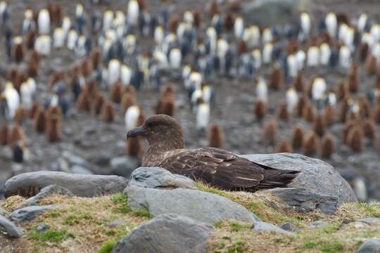 Image of South Polar Skua