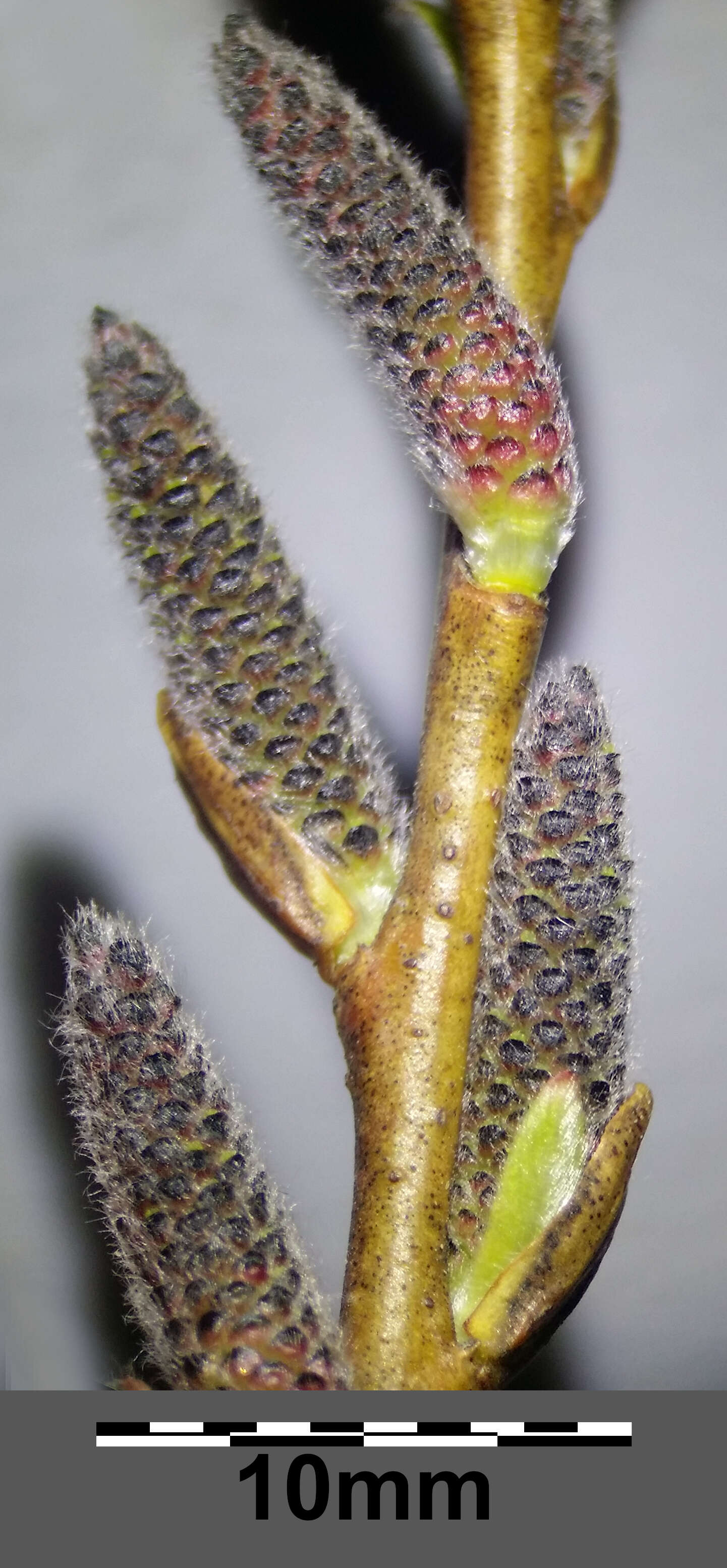 Imagem de Salix purpurea L.