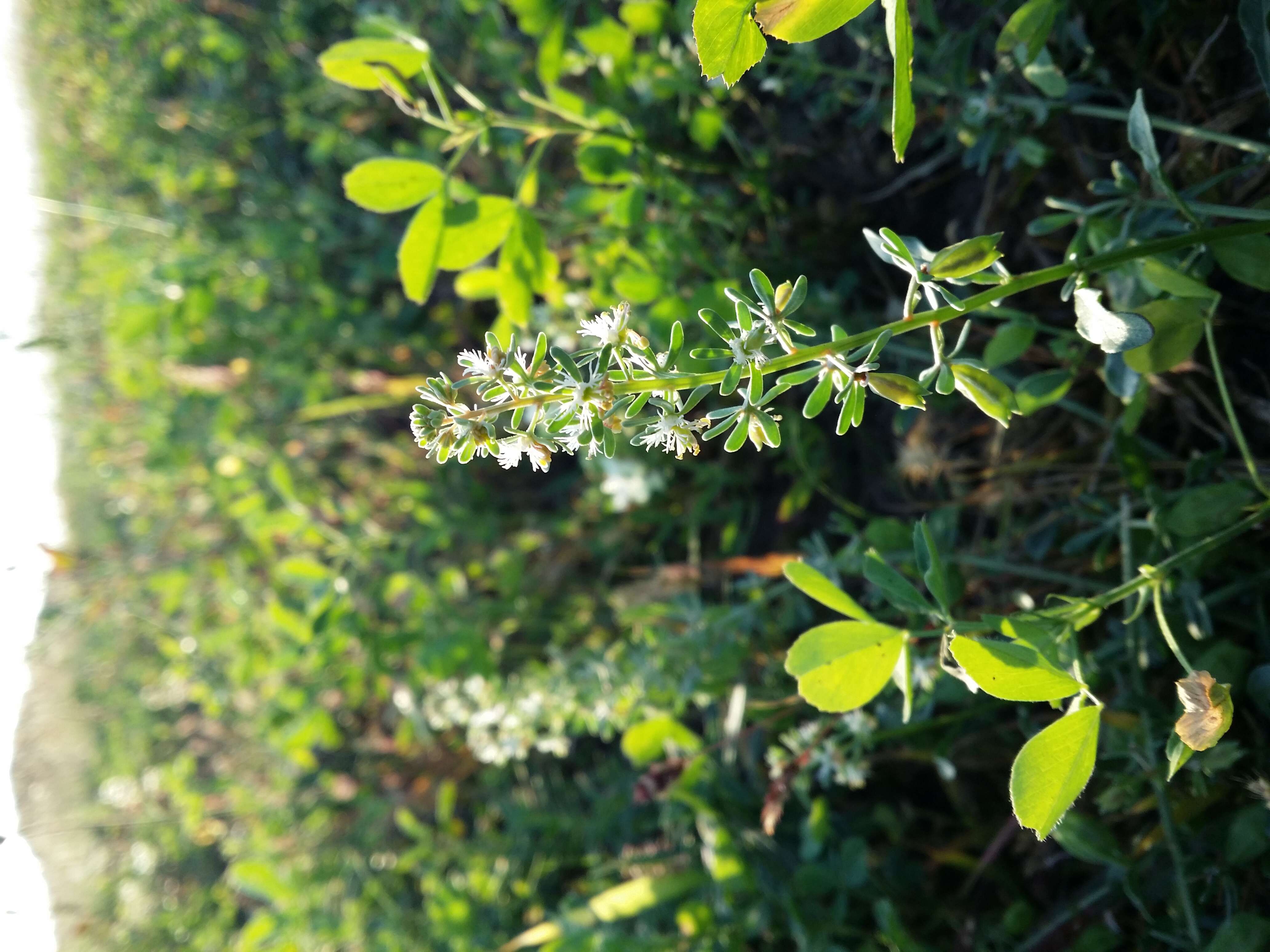 Image of rampion mignonette