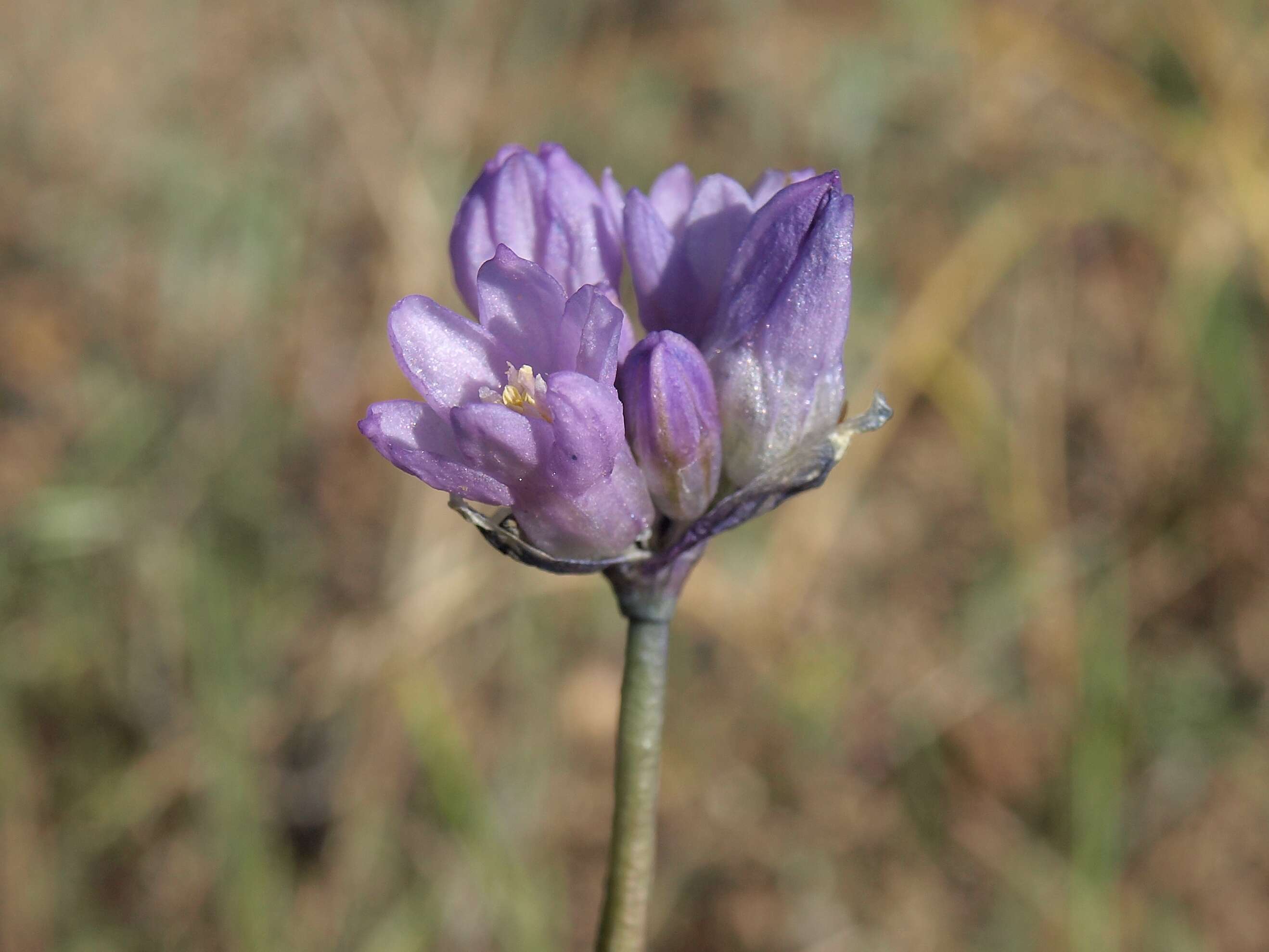 صورة Dichelostemma capitatum (Benth.) Alph. Wood