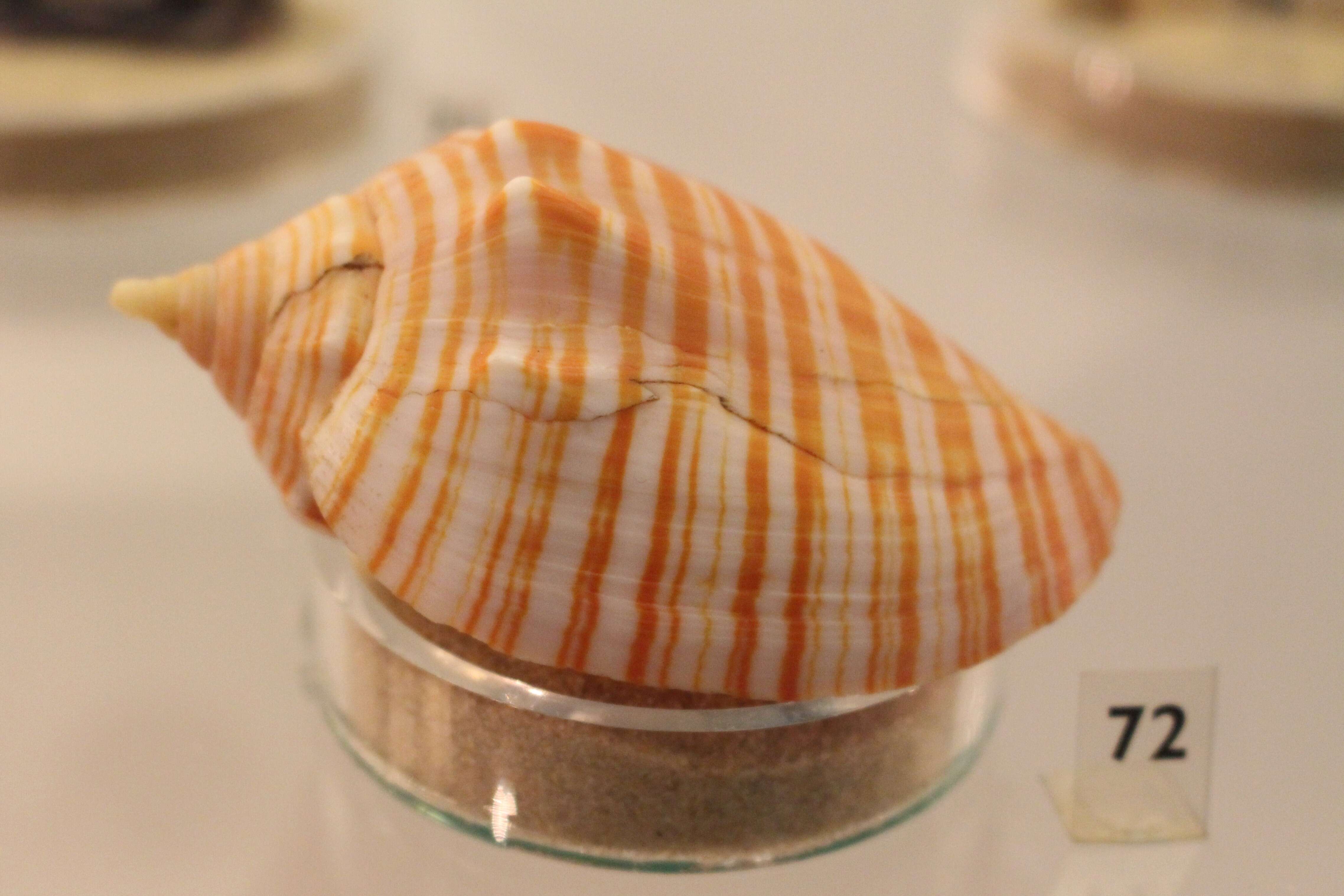 Image of gold-banded volute