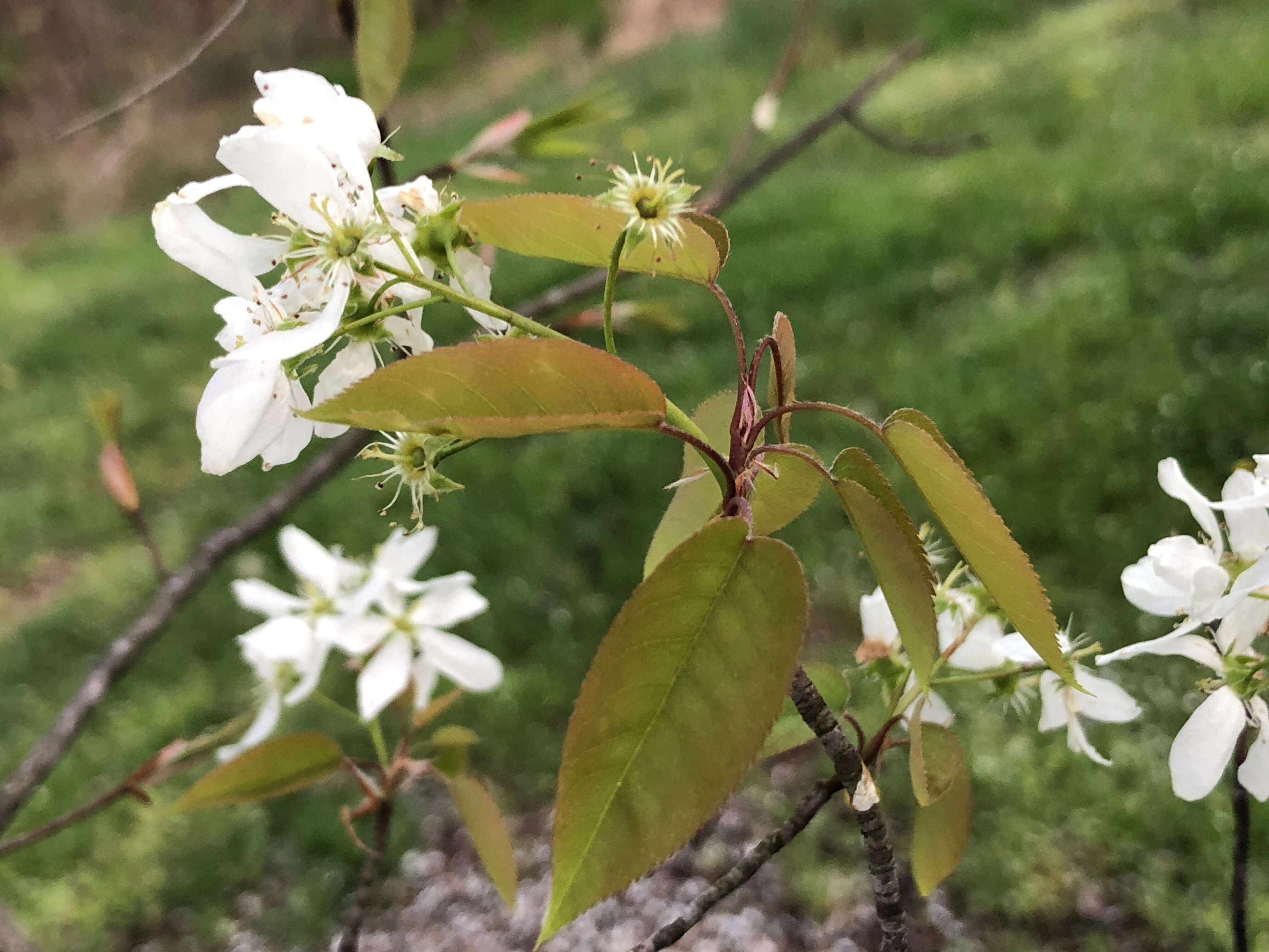 Image of Amelanchier grandiflora Rehd.