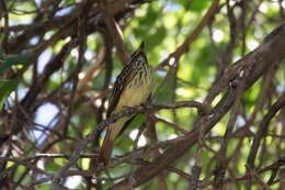 Image of Sulphur-bellied Flycatcher