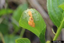 Image of Crown rust of oats