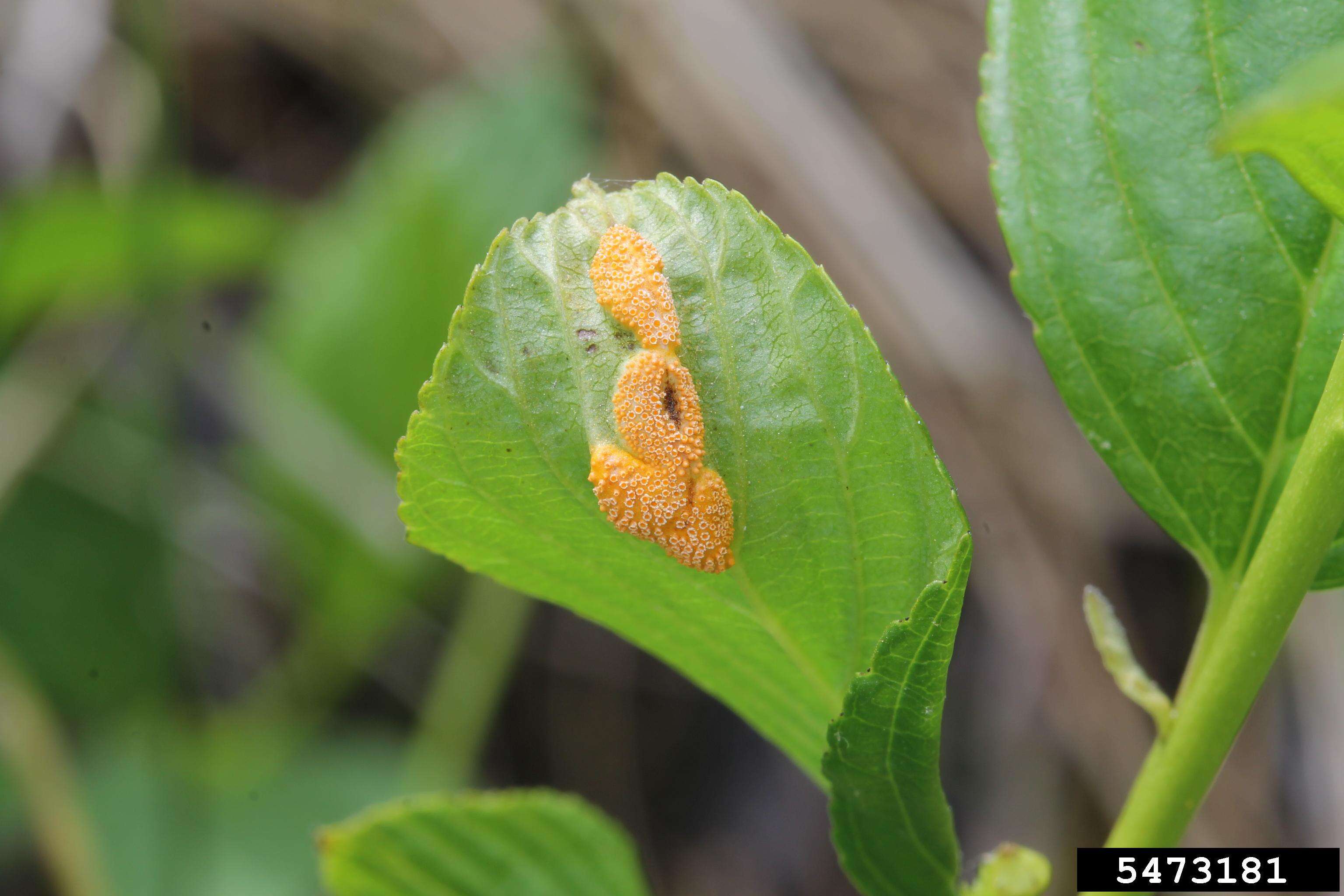 Image de Puccinia coronata Corda 1837