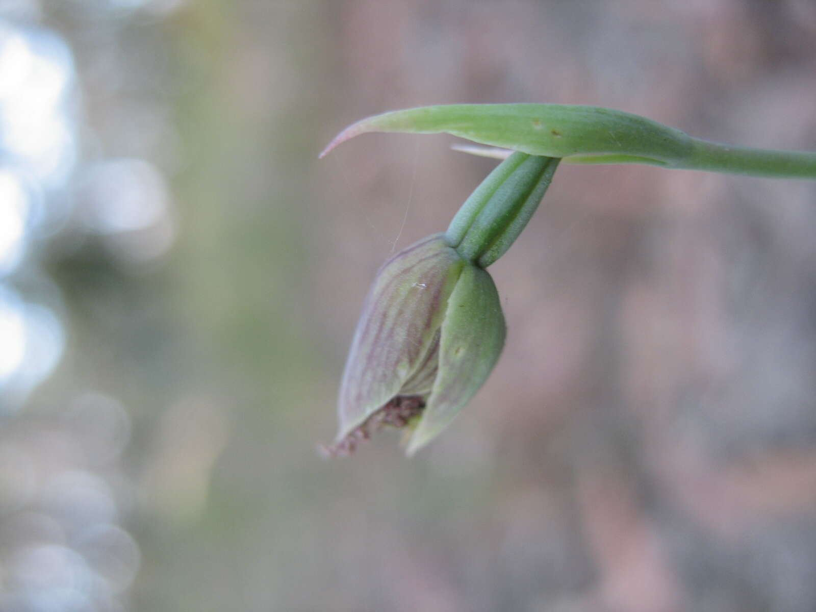 Calochilus robertsonii Benth.的圖片