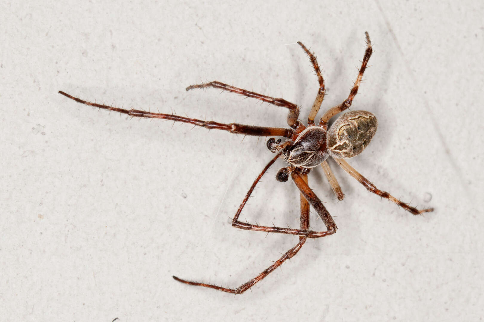 Image of Gray Cross Spider