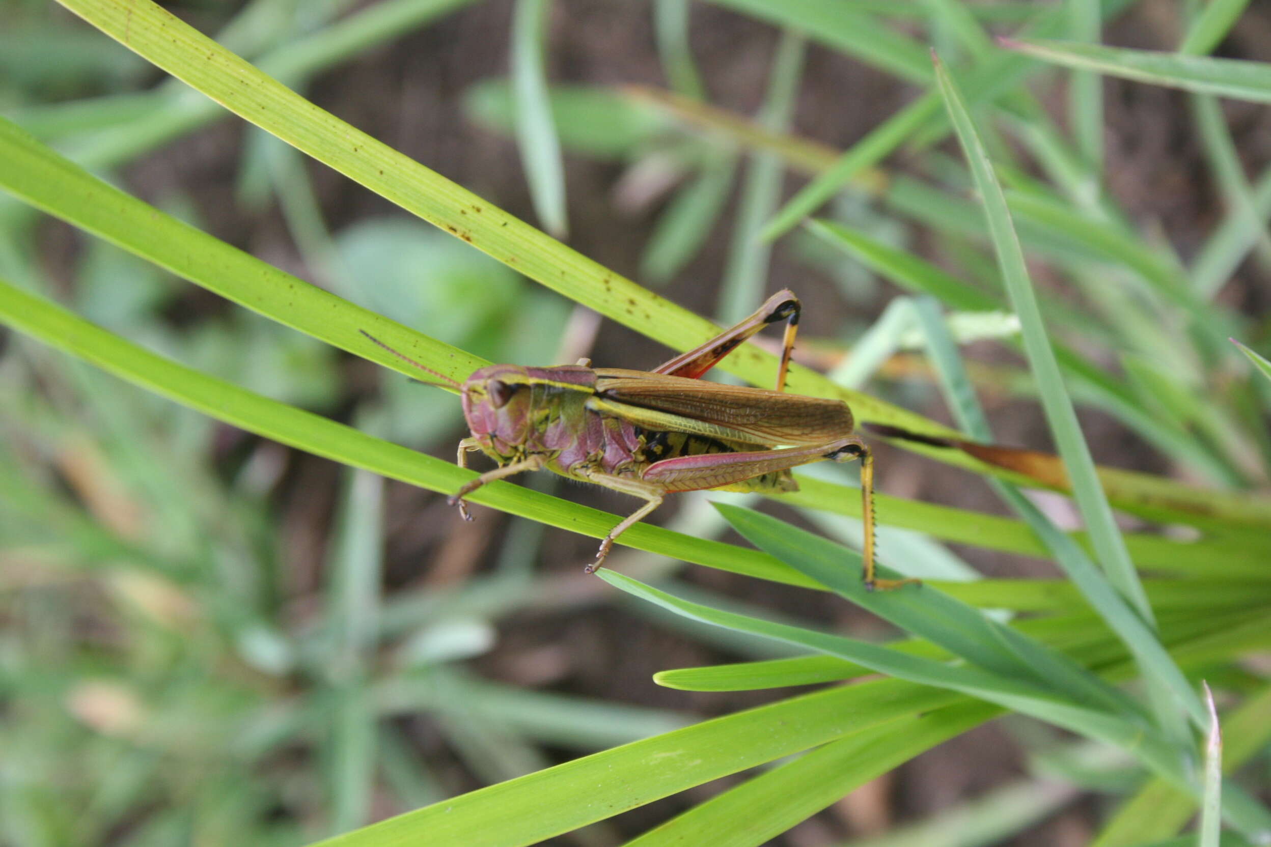 Image of Large marsh grasshopper